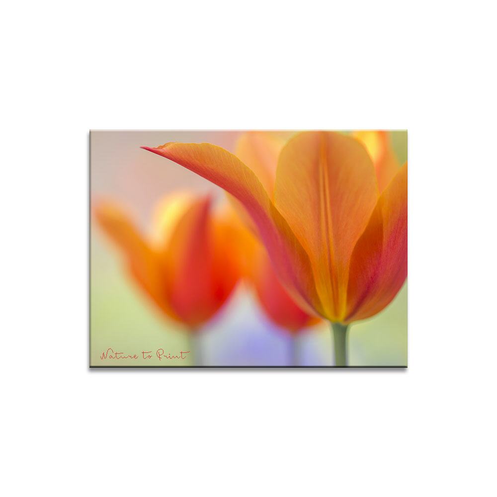 Orange Beauty  Blumenbild auf Leinwand, Kunstdruck oder FineArt