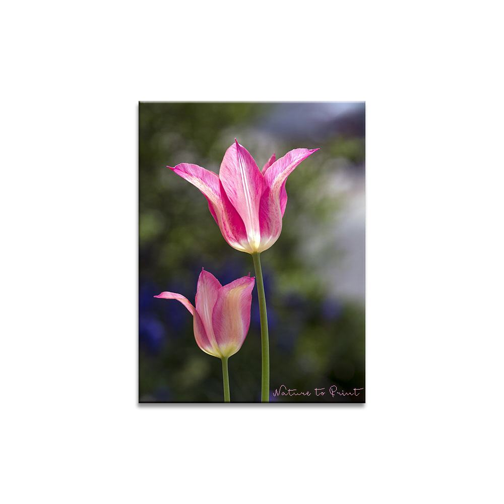 Rosa Tulpen-Duo|Blumenbild auf Leinwand, Kunstdruck oder FineArt