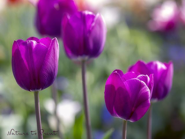 Blumenbild Tulpische Purpurträger