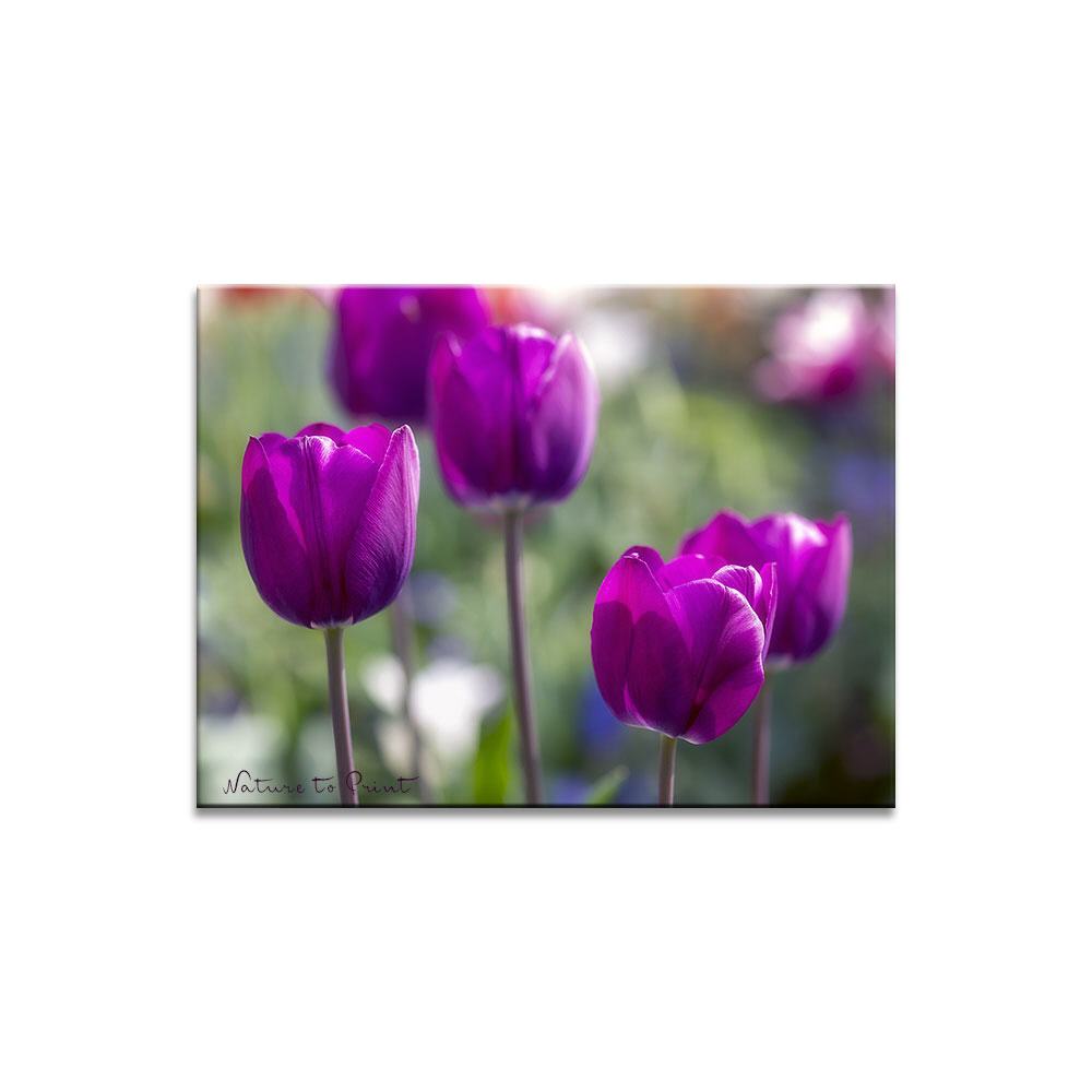 Tulpische Purpurträger  Blumenbild auf Leinwand, Kunstdruck oder FineArt