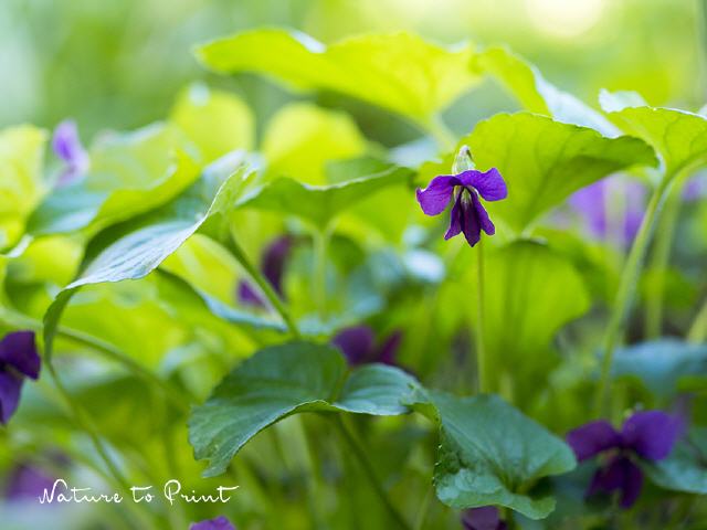 Viola im Blätterwald