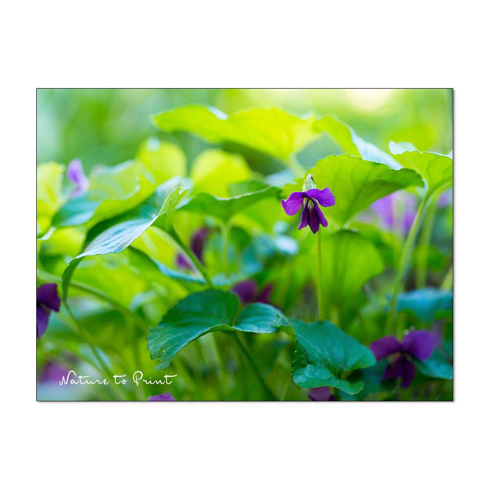 Viola im Blätterwald, Blumenbild auf Leinwand, FineArt, Kunstdruck, Alu, Acrylglas