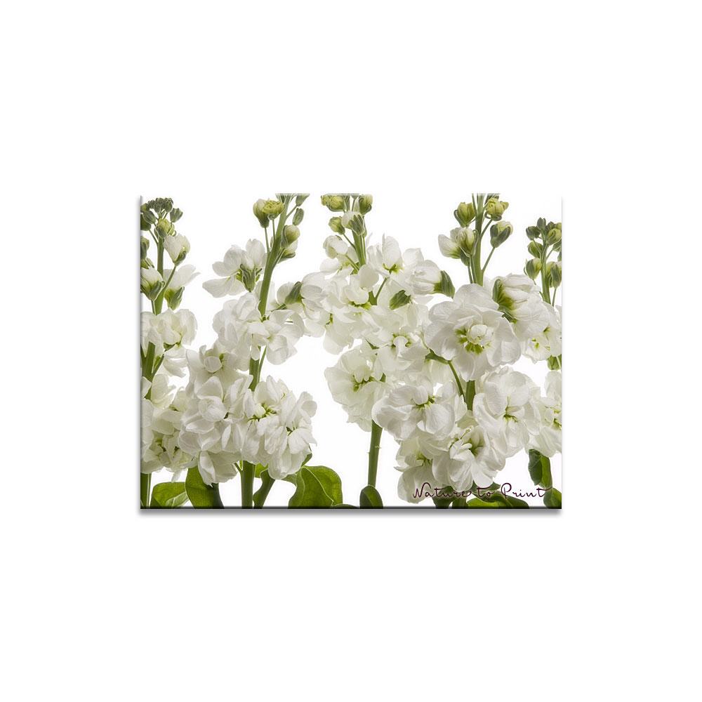 Der süße Duft des Sommers Blumenbild auf Leinwand, Kunstdruck oder FineArt