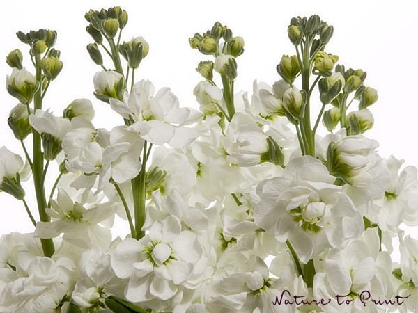 Blumenbild Levkojen, weißer Blütentraum