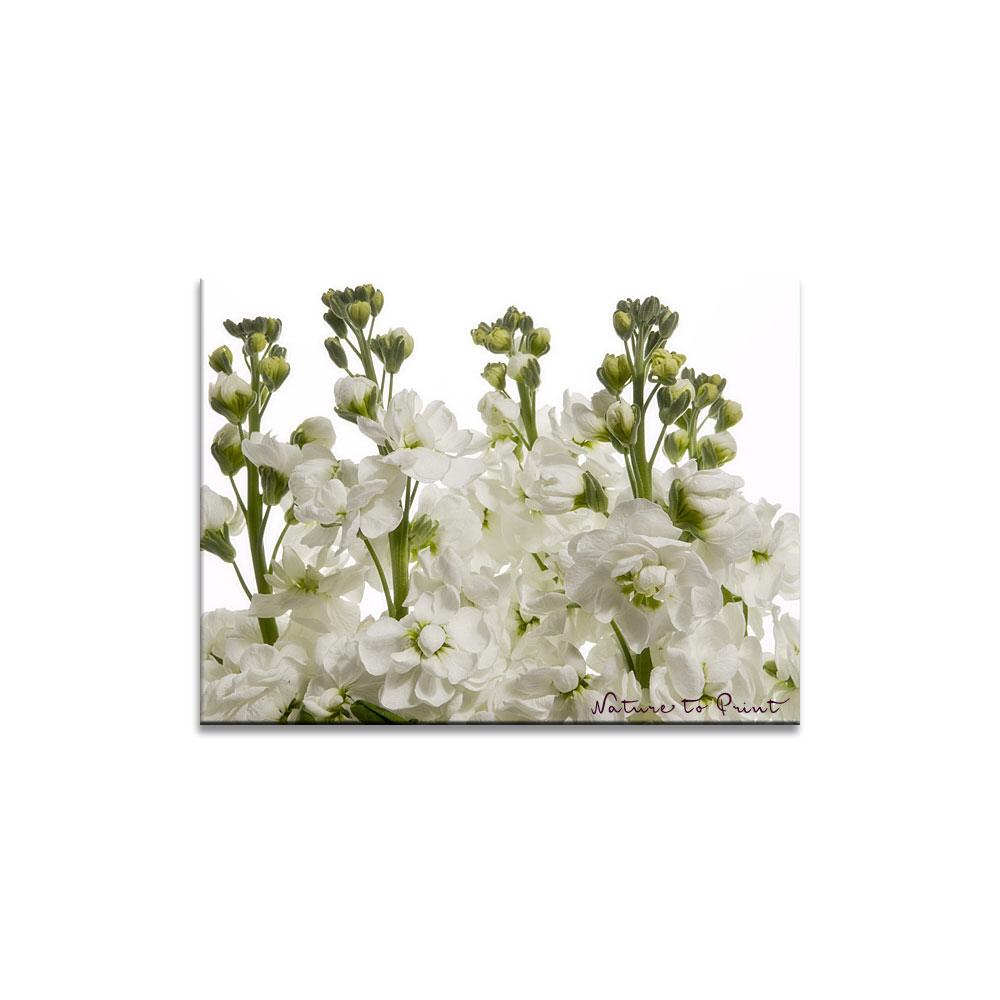 Levkojen, weißer Blütentraum  Blumenbild auf Leinwand, Kunstdruck oder FineArt