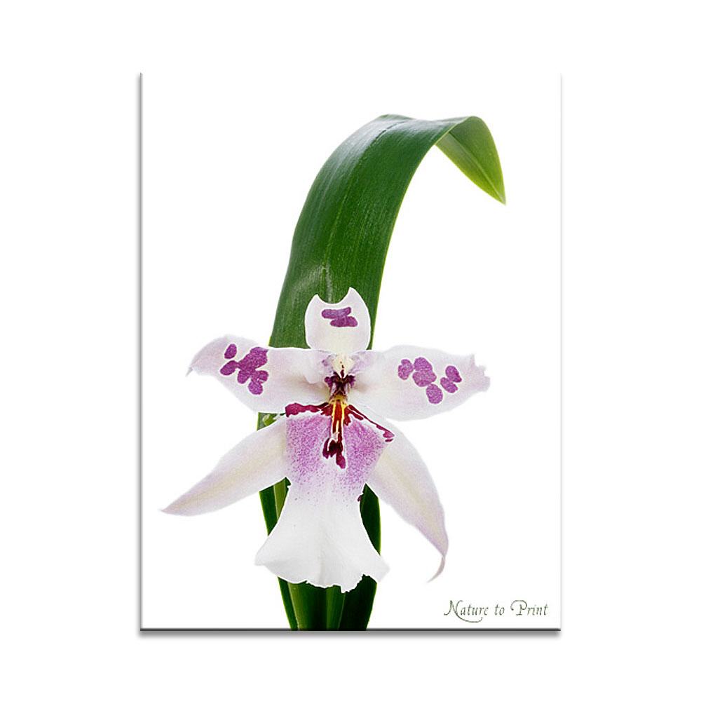 Orchideen-Wandbild: Orchidee mit Blatt