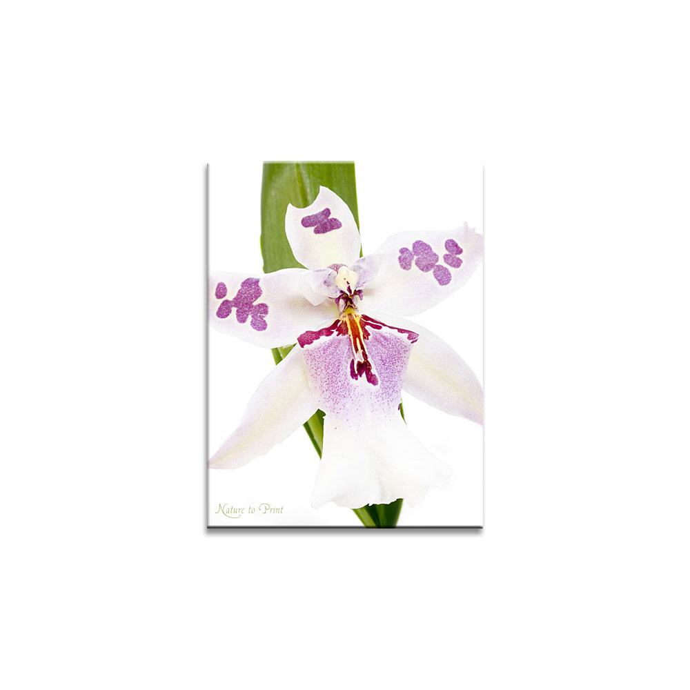 Blumenbild: Lila Tupfen Orchidee