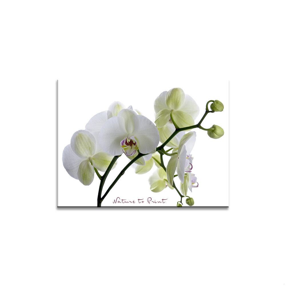 Weiße Orchidee Blumenbild auf Leinwand, Kunstdruck oder FineArt
