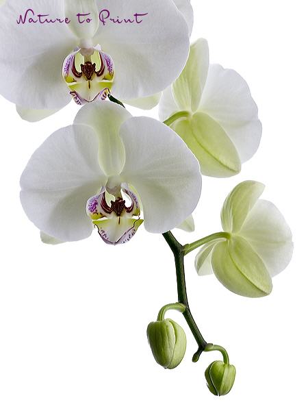 Orchideenbild: Like a Virgin
