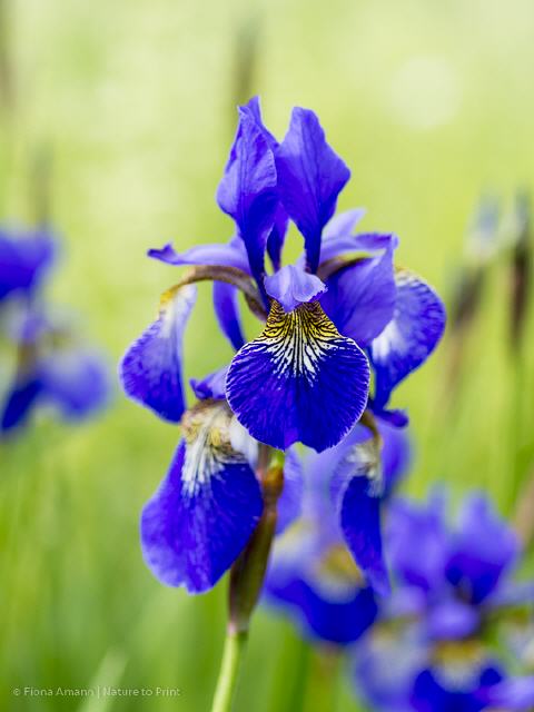 Blumenbild Iris-Schönheit vom Land