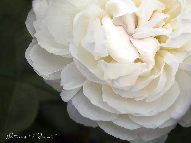 Blumenbild Rosenlicht