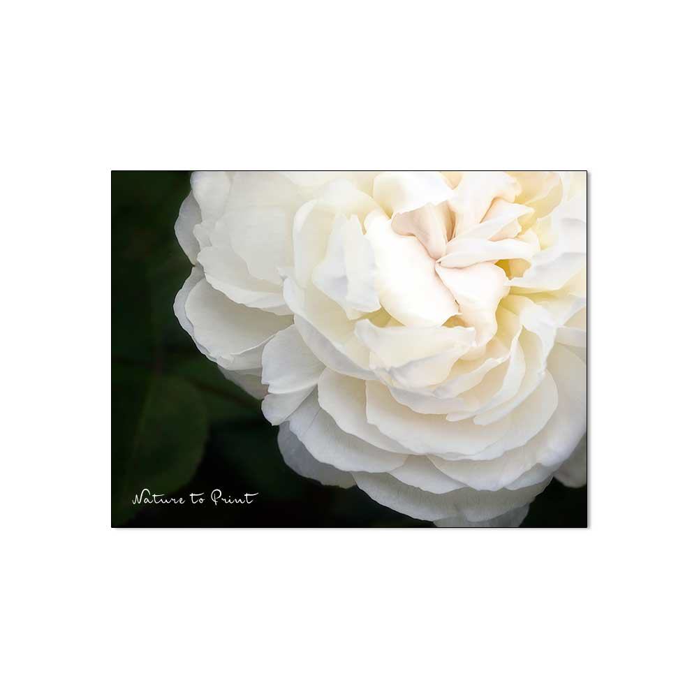 Rosenlicht Blumenbild auf Leinwand, Kunstdruck oder FineArt
