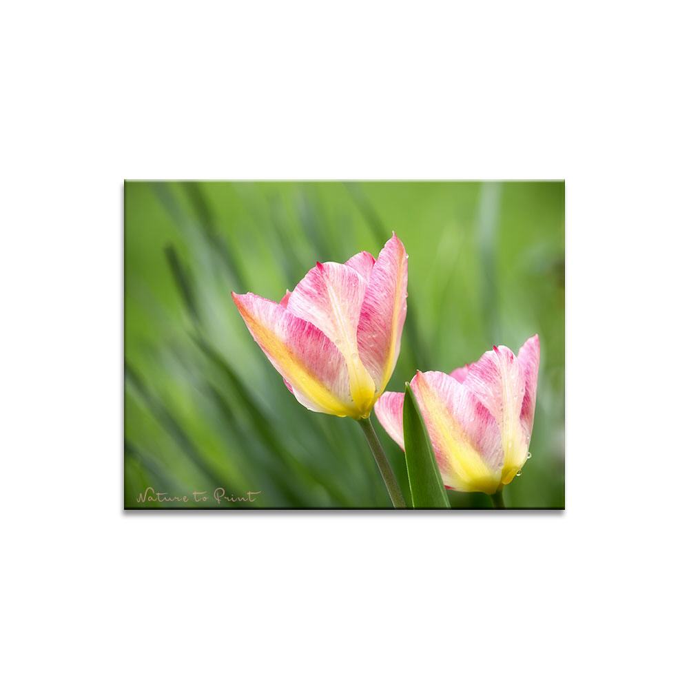 Zaubertulpen im Frühlingswind  | Blumenbild auf Leinwand, Kunstdruck, FineArt, Acrylglas, Alu, Fototapete, Kissen