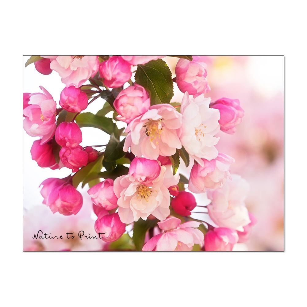Himmlische Apfelblüte | Blumenbild auf Leinwand, Kunstdruck, FineArt, Acrylglas, Alu-Dibond, Blumenkissen, Fototapete