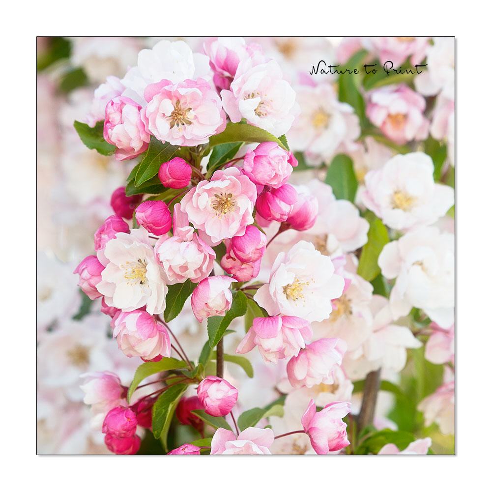 Rosa Zierapfel | Quadratisches Blumenbild auf Leinwand