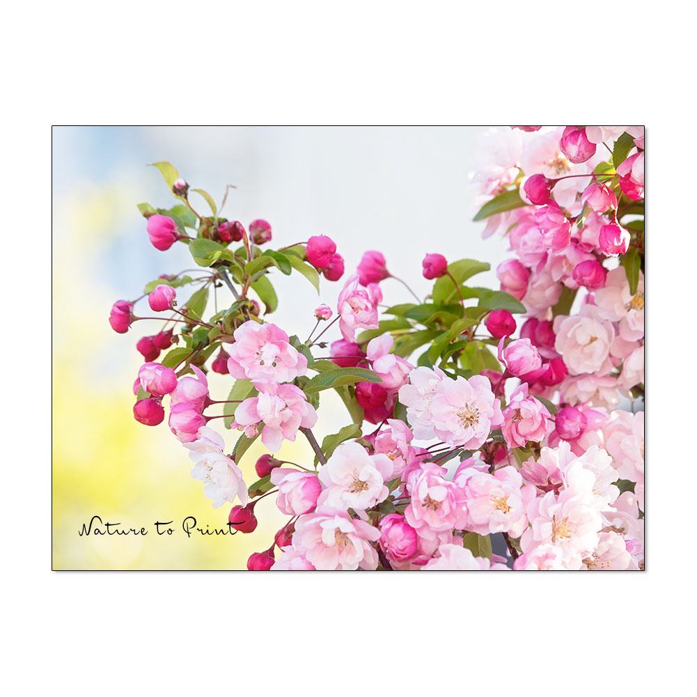 Verliebt in Rosa Apfelblüten | Blumenbild auf Leinwand, Kunstdruck, FineArt, Acrylglas, Alu-Dibond, Blumenkissen, Fototapete