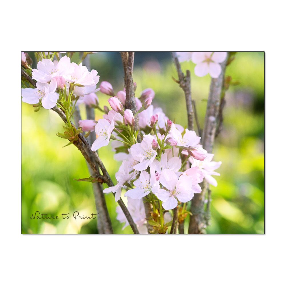 Pink Spring | Blumenbild auf Leinwand, Kunstdruck, FineArt, Acrylglas, Alu-Dibond, Blumenkissen, Fototapete