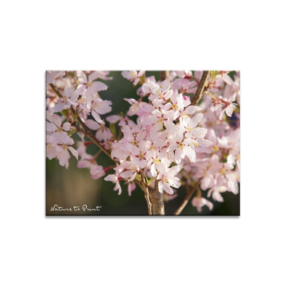 Kirschblütenfest  | Blumenbild auf Leinwand, Kunstdruck, FineArt, Acrylglas, Alu-Dibond, Blumenkissen, Fototapete