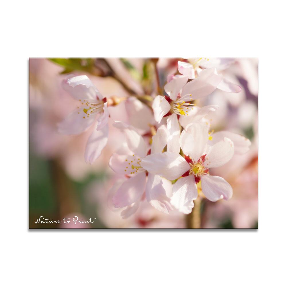 Sakura  | Blumenbild auf Leinwand, Kunstdruck, FineArt, Acrylglas, Alu-Dibond, Blumenkissen, Fototapete