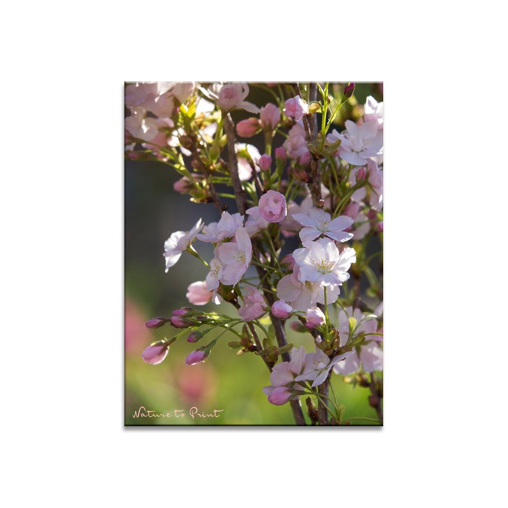 Rosa Kirschblüten  | Blumenbild auf Leinwand, Kunstdruck, FineArt, Acrylglas, Alu-Dibond, Blumenkissen, Fototapete
