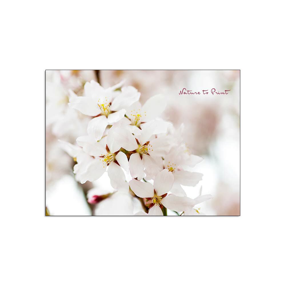 Zarte Blüten im April |  | Blumenbild auf Leinwand, Kunstdruck, FineArt, Acrylglas, Alu-Dibond, Blumenkissen, Fototapete