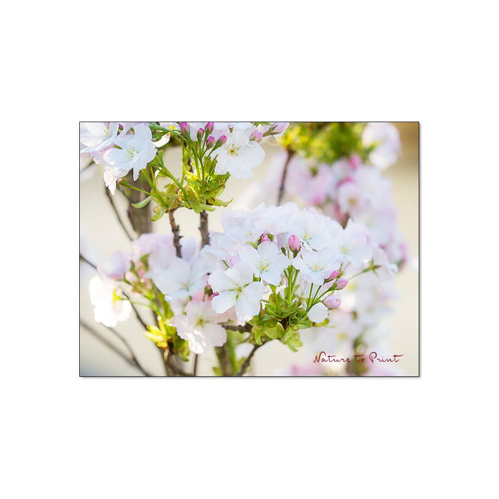 Rosa Blütenträume im April, Blumenbild auf Leinwand, Kunstdruck, FineArt, Acrylglas, Alu, Kissen