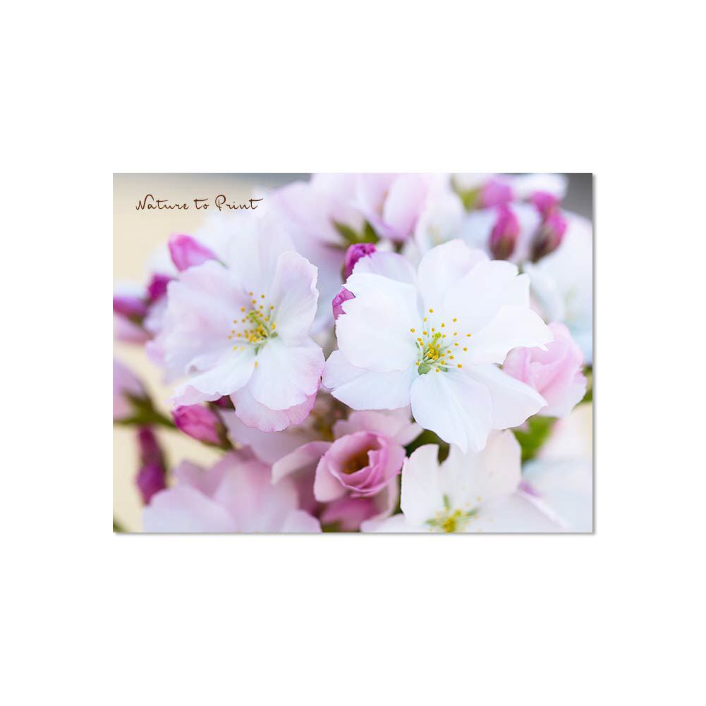 Der süße Duft der Kirschblüten | Blumenbild auf Leinwand, Kunstdruck, Fototapete, Blumenkissen