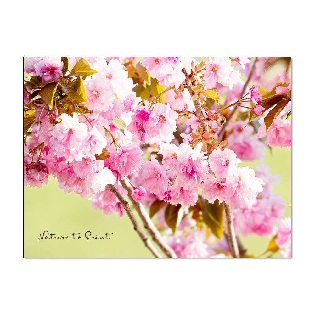 Rosa Blütentraum | Blumenbild auf Leinwand, Kunstdruck, FineArt, Acrylglas, Alu, Kissen